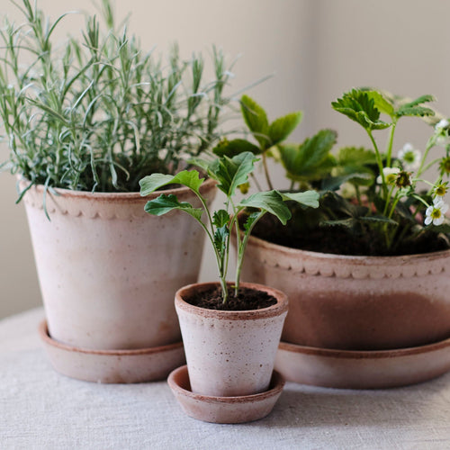 Helena Pot & Saucer, Rosa