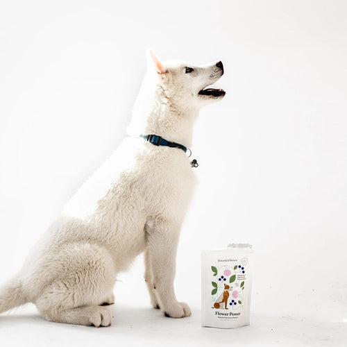 Botanical Bones Dog Treats