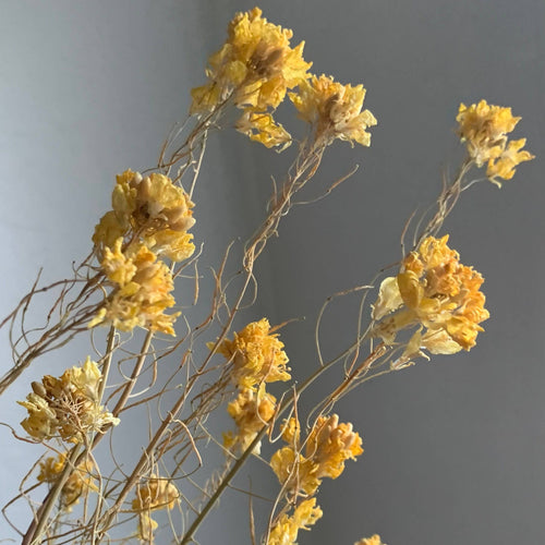DRIED MUSTARD FLOWER
