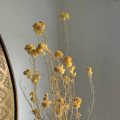 DRIED MUSTARD FLOWER