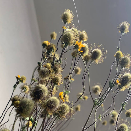 Dried Geum Pods