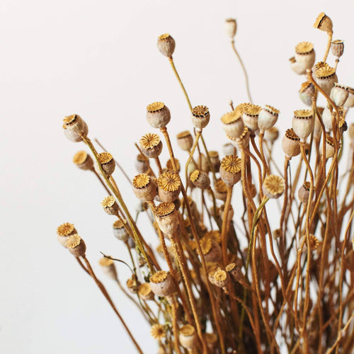 Dried mini poppy pod
