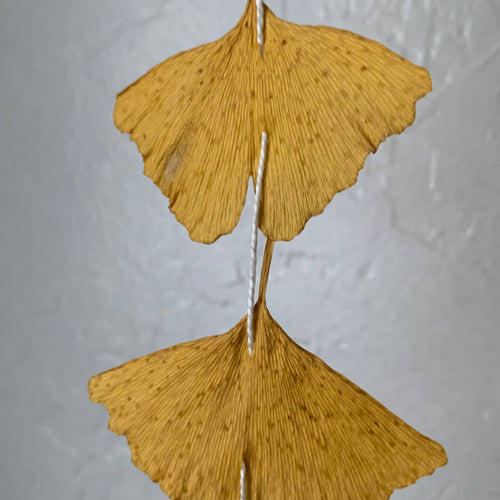 Ginko Leaf Dangle Decor Dried