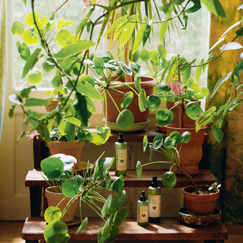SowVital Houseplant Spritz